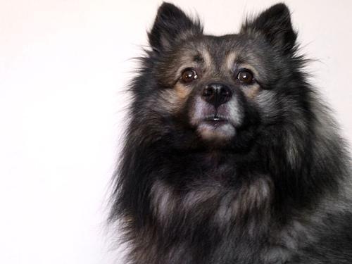 https://images.dog.ceo/breeds/keeshond/n02112350_7856.jpg