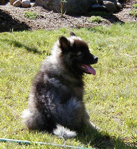 https://images.dog.ceo/breeds/keeshond/n02112350_7862.jpg