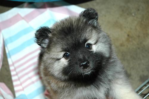 https://images.dog.ceo/breeds/keeshond/n02112350_7893.jpg