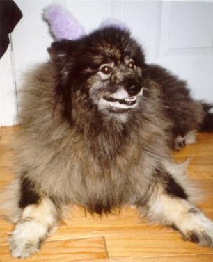 https://images.dog.ceo/breeds/keeshond/n02112350_7952.jpg