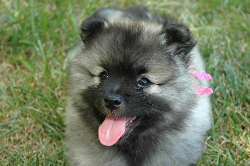 https://images.dog.ceo/breeds/keeshond/n02112350_7955.jpg