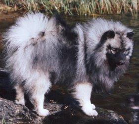 https://images.dog.ceo/breeds/keeshond/n02112350_8045.jpg