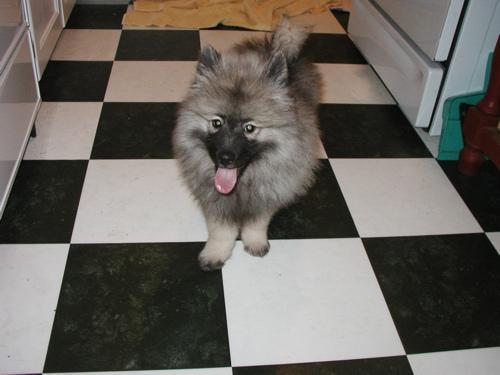 https://images.dog.ceo/breeds/keeshond/n02112350_8077.jpg