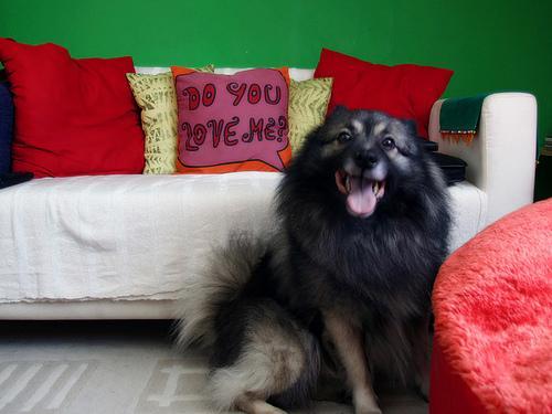 https://images.dog.ceo/breeds/keeshond/n02112350_8124.jpg