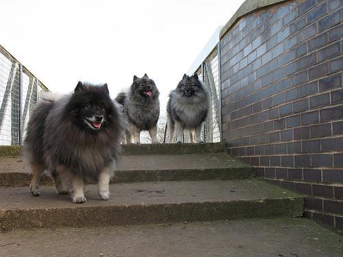 https://images.dog.ceo/breeds/keeshond/n02112350_8177.jpg