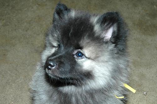 https://images.dog.ceo/breeds/keeshond/n02112350_8184.jpg