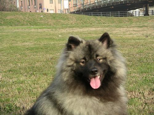 https://images.dog.ceo/breeds/keeshond/n02112350_8234.jpg