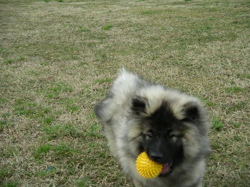 https://images.dog.ceo/breeds/keeshond/n02112350_8251.jpg