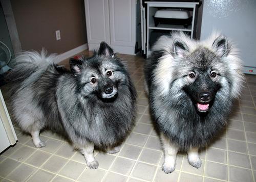 https://images.dog.ceo/breeds/keeshond/n02112350_8278.jpg