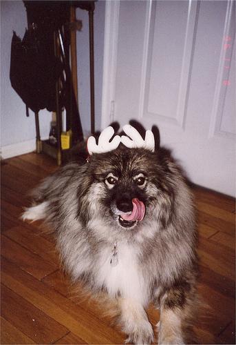 https://images.dog.ceo/breeds/keeshond/n02112350_8279.jpg