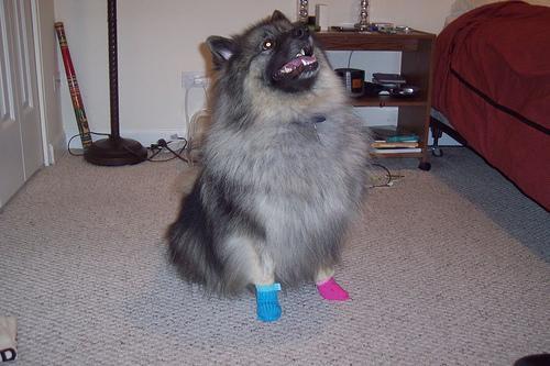 https://images.dog.ceo/breeds/keeshond/n02112350_8310.jpg