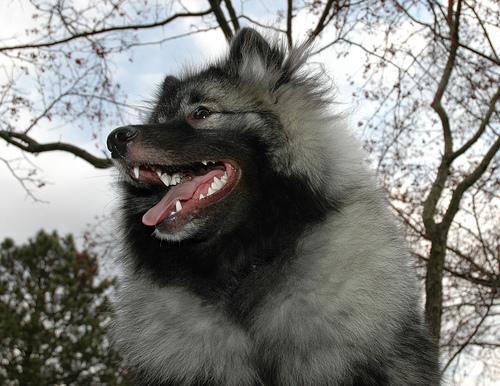 https://images.dog.ceo/breeds/keeshond/n02112350_8341.jpg