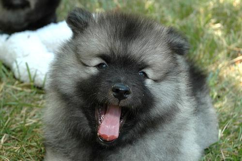 https://images.dog.ceo/breeds/keeshond/n02112350_8390.jpg