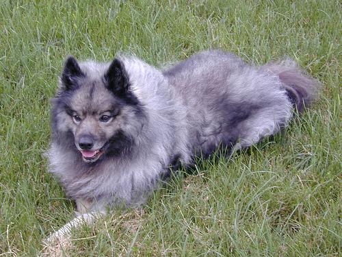 https://images.dog.ceo/breeds/keeshond/n02112350_8391.jpg