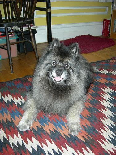 https://images.dog.ceo/breeds/keeshond/n02112350_8409.jpg