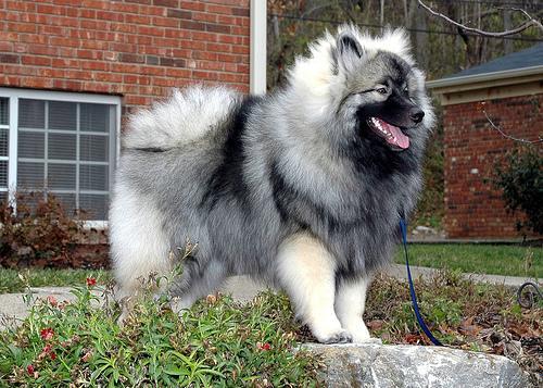 https://images.dog.ceo/breeds/keeshond/n02112350_8434.jpg