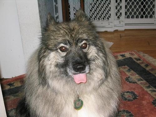 https://images.dog.ceo/breeds/keeshond/n02112350_8454.jpg