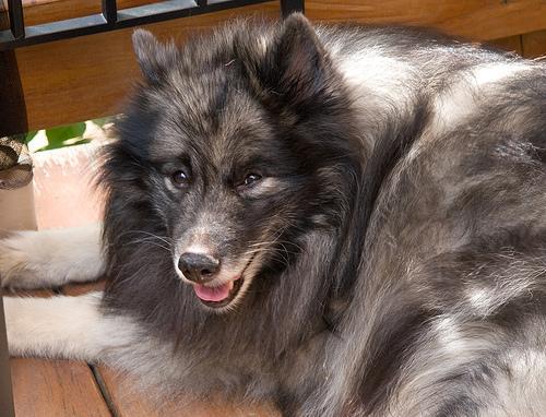 https://images.dog.ceo/breeds/keeshond/n02112350_8469.jpg