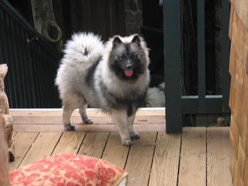 https://images.dog.ceo/breeds/keeshond/n02112350_8484.jpg