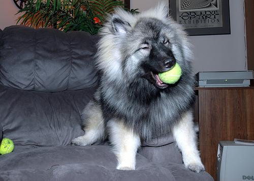 https://images.dog.ceo/breeds/keeshond/n02112350_8572.jpg