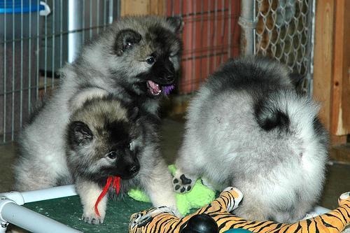 https://images.dog.ceo/breeds/keeshond/n02112350_8593.jpg