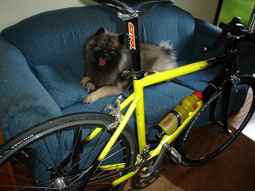 https://images.dog.ceo/breeds/keeshond/n02112350_8604.jpg