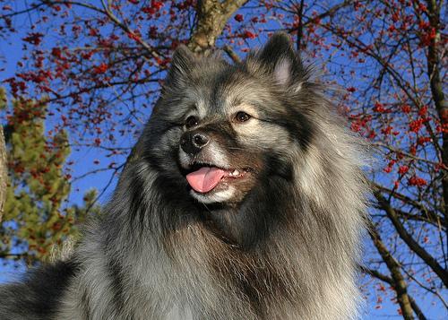 https://images.dog.ceo/breeds/keeshond/n02112350_8628.jpg