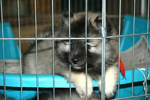 https://images.dog.ceo/breeds/keeshond/n02112350_8713.jpg