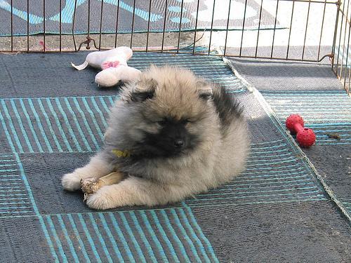 https://images.dog.ceo/breeds/keeshond/n02112350_8734.jpg