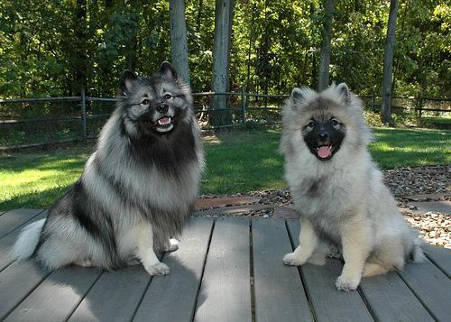 https://images.dog.ceo/breeds/keeshond/n02112350_8849.jpg