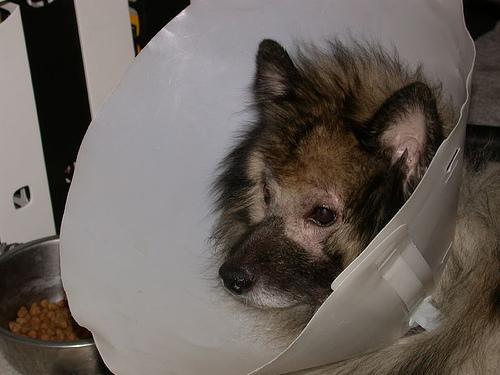 https://images.dog.ceo/breeds/keeshond/n02112350_8850.jpg