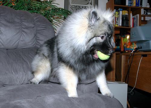 https://images.dog.ceo/breeds/keeshond/n02112350_8976.jpg