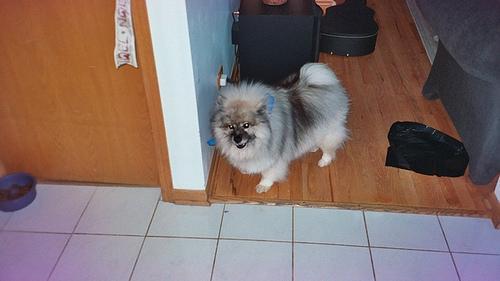 https://images.dog.ceo/breeds/keeshond/n02112350_9008.jpg