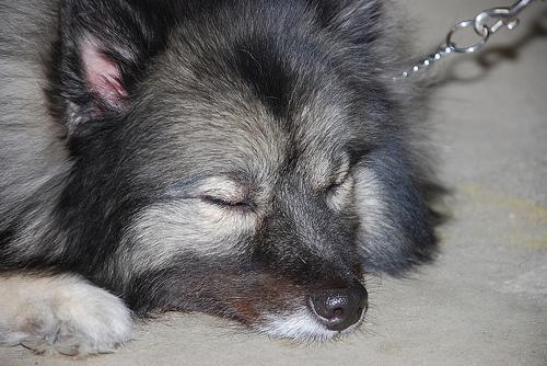 https://images.dog.ceo/breeds/keeshond/n02112350_9052.jpg