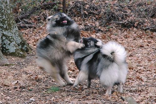 https://images.dog.ceo/breeds/keeshond/n02112350_9071.jpg