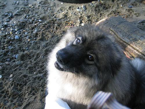 https://images.dog.ceo/breeds/keeshond/n02112350_9131.jpg