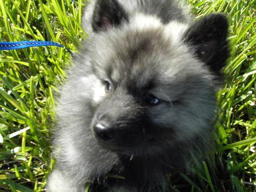 https://images.dog.ceo/breeds/keeshond/n02112350_9195.jpg