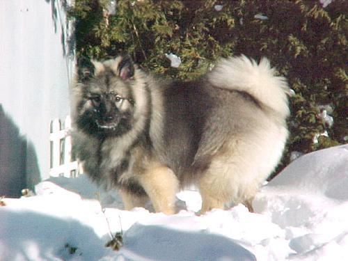 https://images.dog.ceo/breeds/keeshond/n02112350_9227.jpg