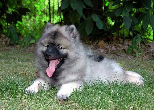 https://images.dog.ceo/breeds/keeshond/n02112350_9232.jpg