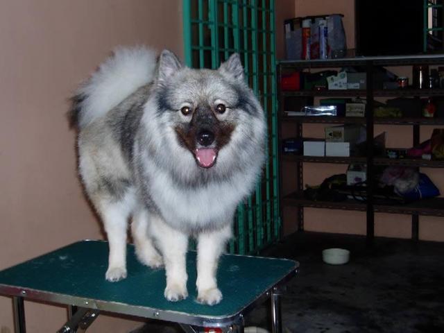 https://images.dog.ceo/breeds/keeshond/n02112350_9255.jpg