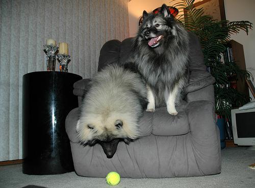 https://images.dog.ceo/breeds/keeshond/n02112350_9300.jpg