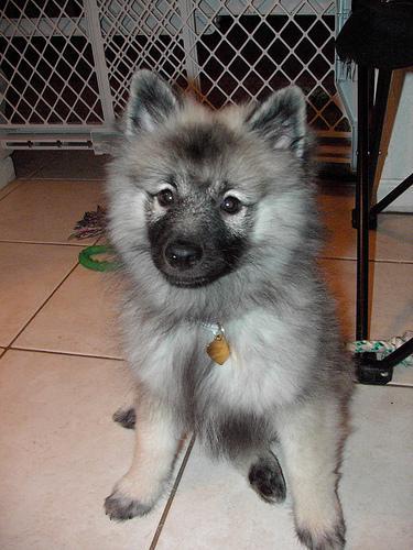 https://images.dog.ceo/breeds/keeshond/n02112350_9431.jpg