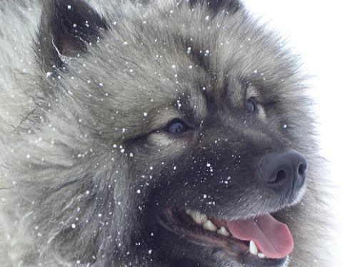 https://images.dog.ceo/breeds/keeshond/n02112350_9461.jpg