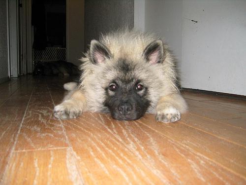 https://images.dog.ceo/breeds/keeshond/n02112350_9518.jpg