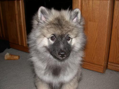 https://images.dog.ceo/breeds/keeshond/n02112350_9545.jpg