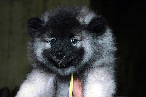 https://images.dog.ceo/breeds/keeshond/n02112350_9580.jpg