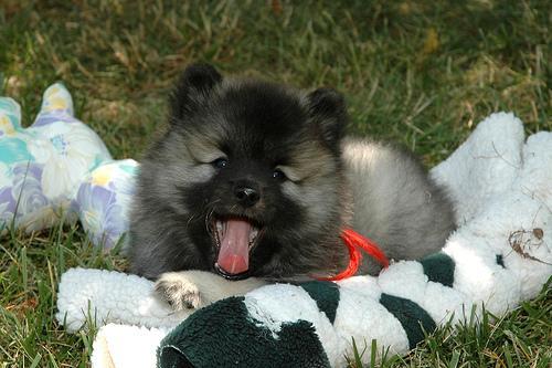 https://images.dog.ceo/breeds/keeshond/n02112350_9643.jpg