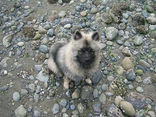 https://images.dog.ceo/breeds/keeshond/n02112350_9680.jpg