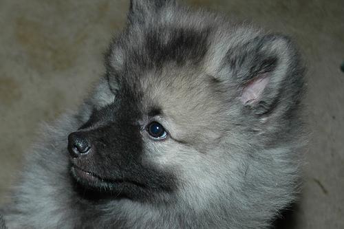 https://images.dog.ceo/breeds/keeshond/n02112350_9717.jpg