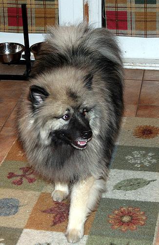 https://images.dog.ceo/breeds/keeshond/n02112350_9769.jpg